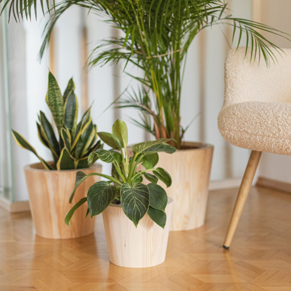 Pine Wooden Planters Set